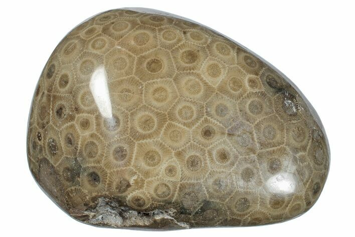 Large, Polished Petoskey Stone (Fossil Coral) - Michigan #271873